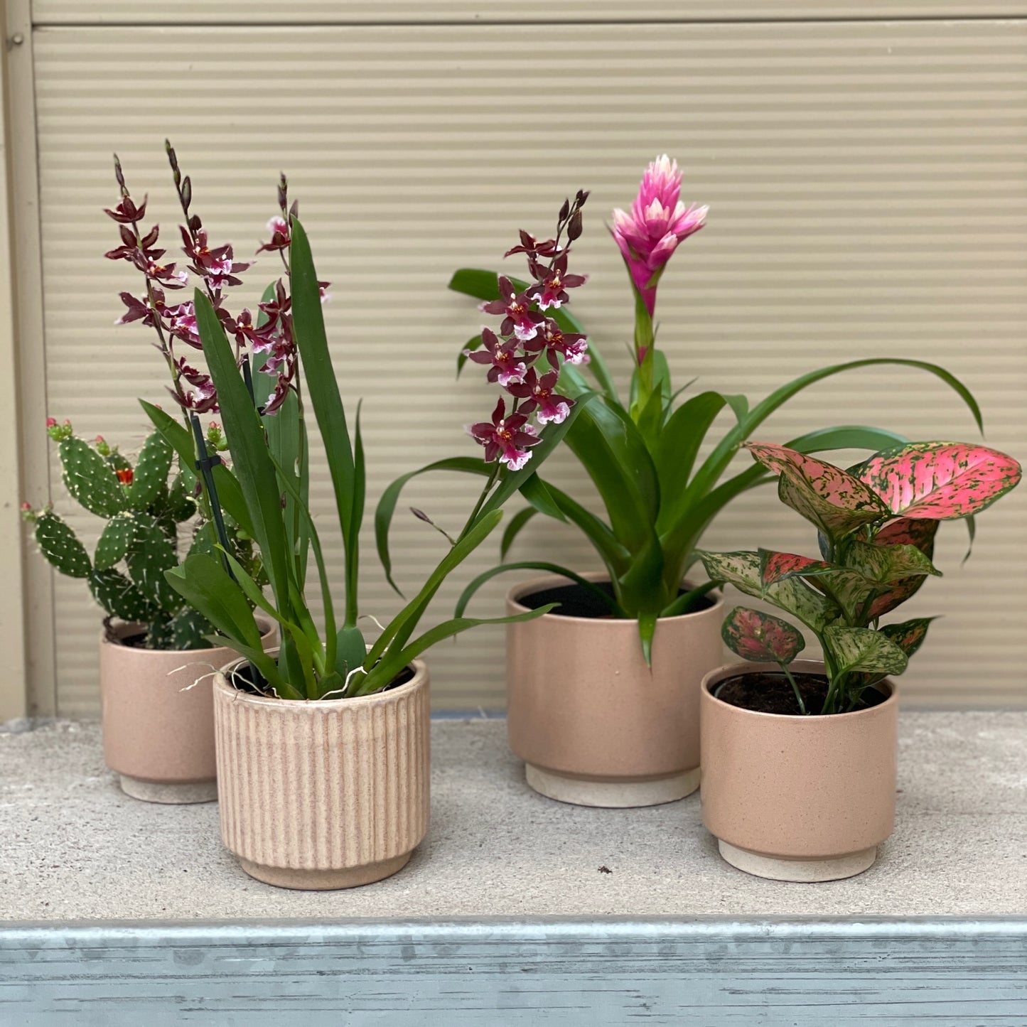 Aglaonema