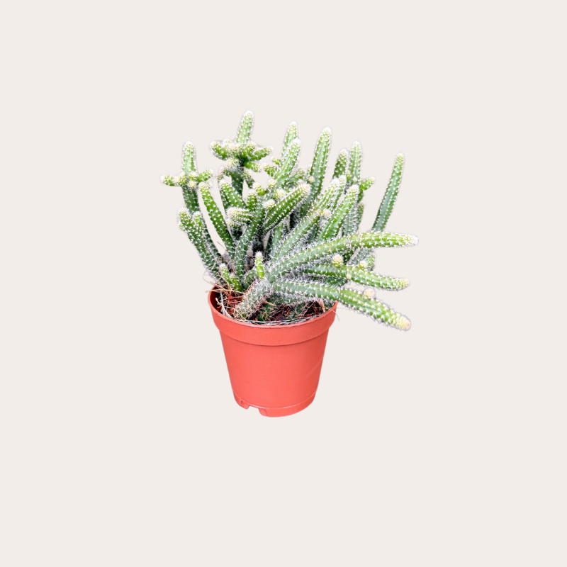 Rhipsalis baccifera