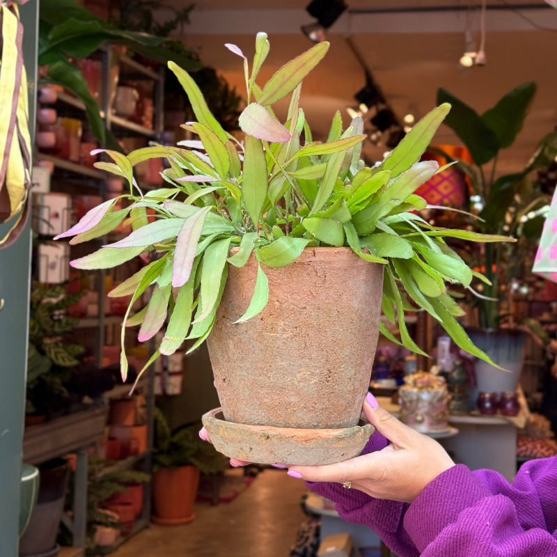 Jubileum aanbieding - Rhipsalis red coral