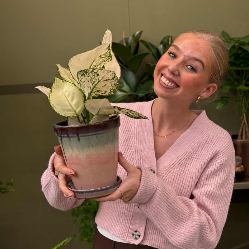 Aglaonema - White Joy