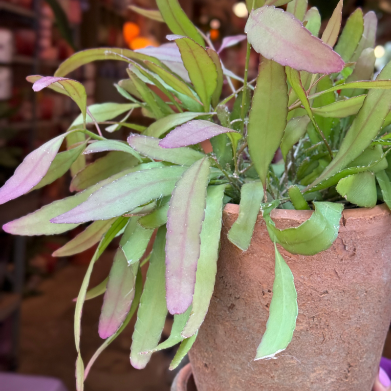 Jubileum aanbieding - Rhipsalis red coral