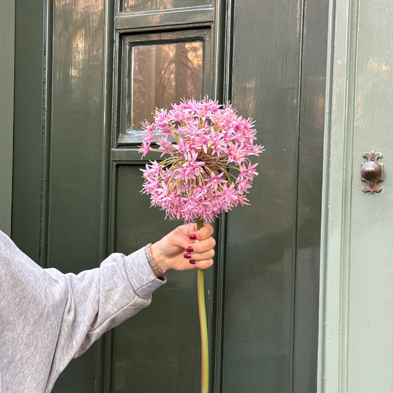 Zijden bloem - Allium - Oud roze
