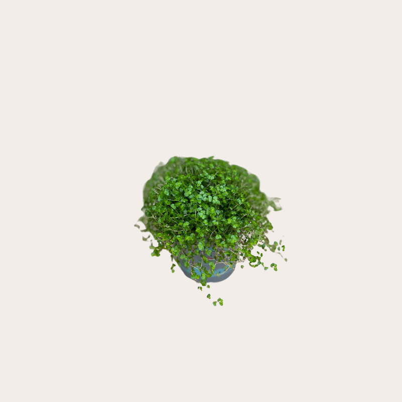 Soleirolia