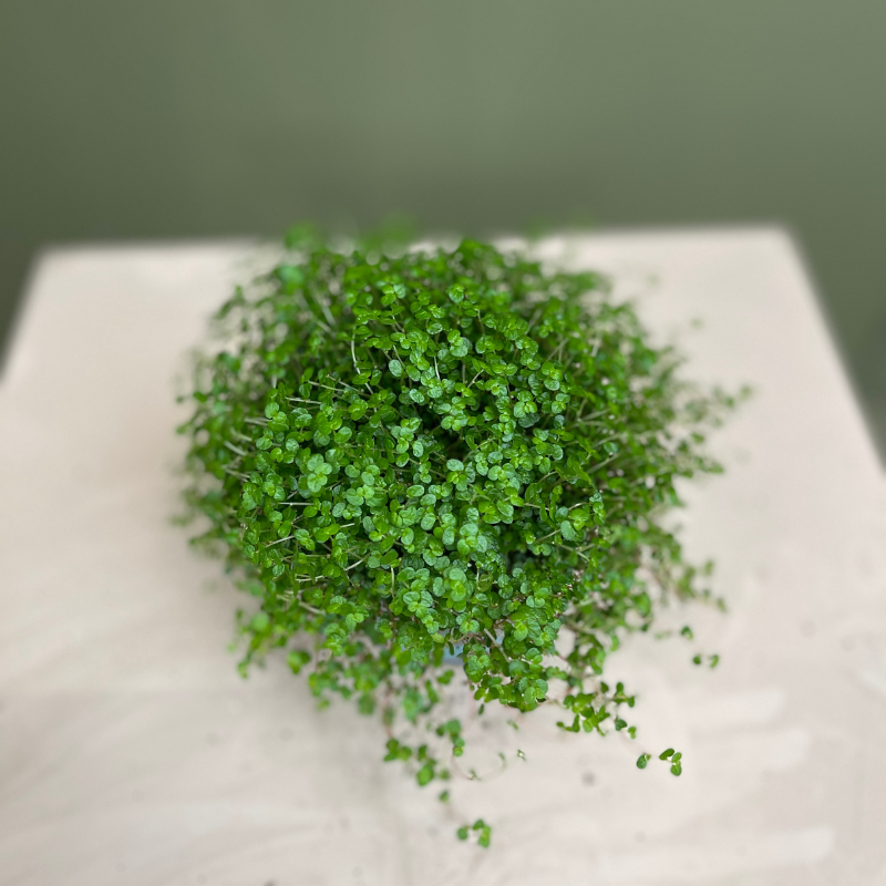 Soleirolia