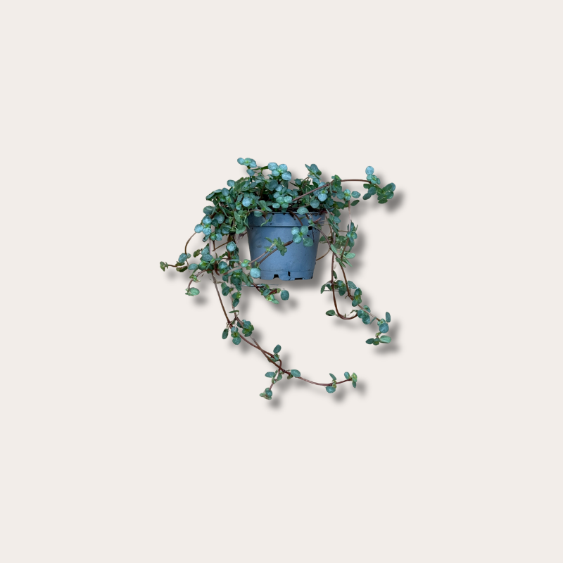 Pilea - glauca - greyzy mini
