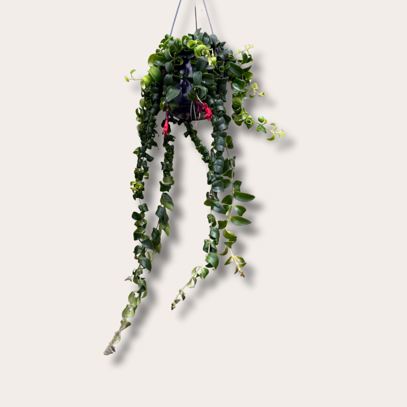 Aeschynanthus - Rasta