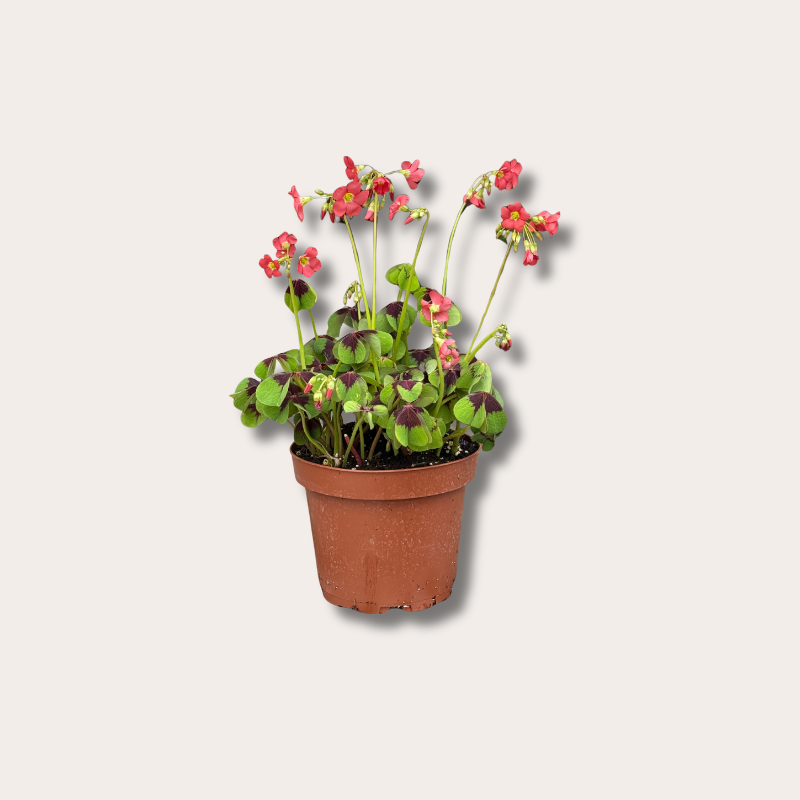Oxalis - deppei 'Geluksklavertje'