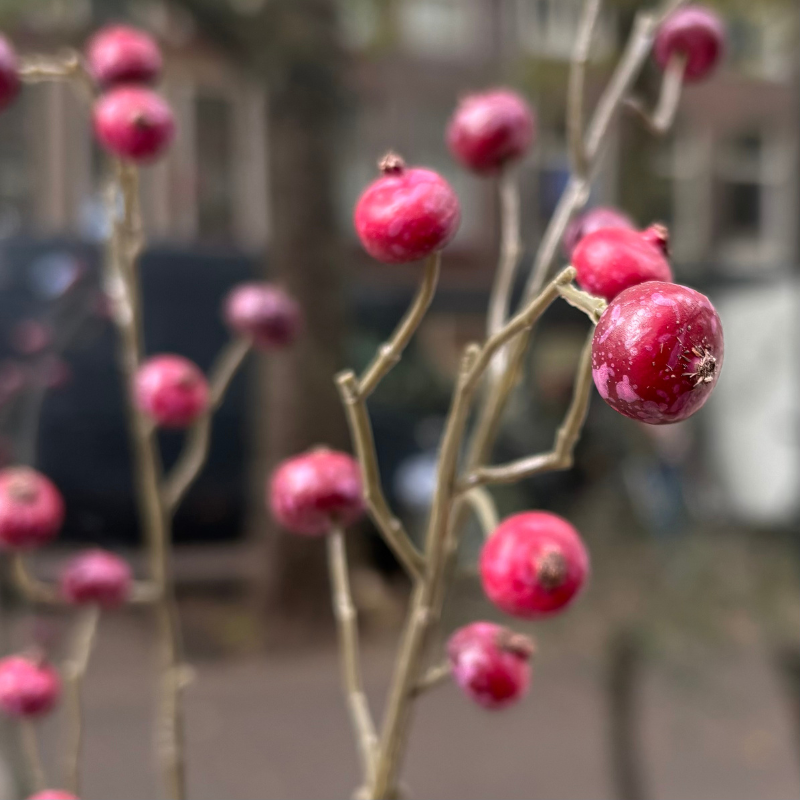 Zijden bloem - Rozenbottel - Bordeaux