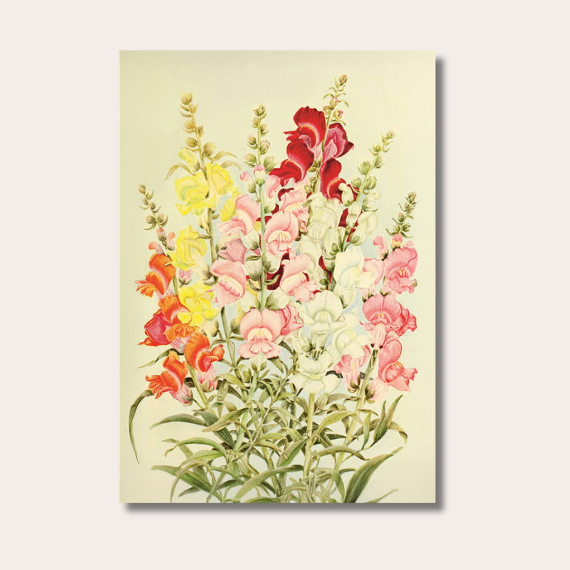 Poster - Snapdragon - 50x35 cm