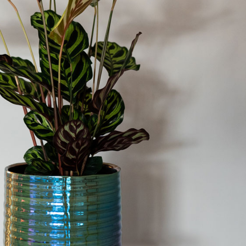 Pot Didi - parelmoer groen - XL