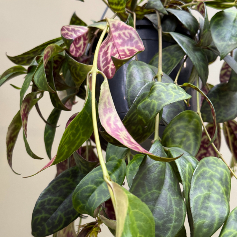 Aeschynanthus marmoratus