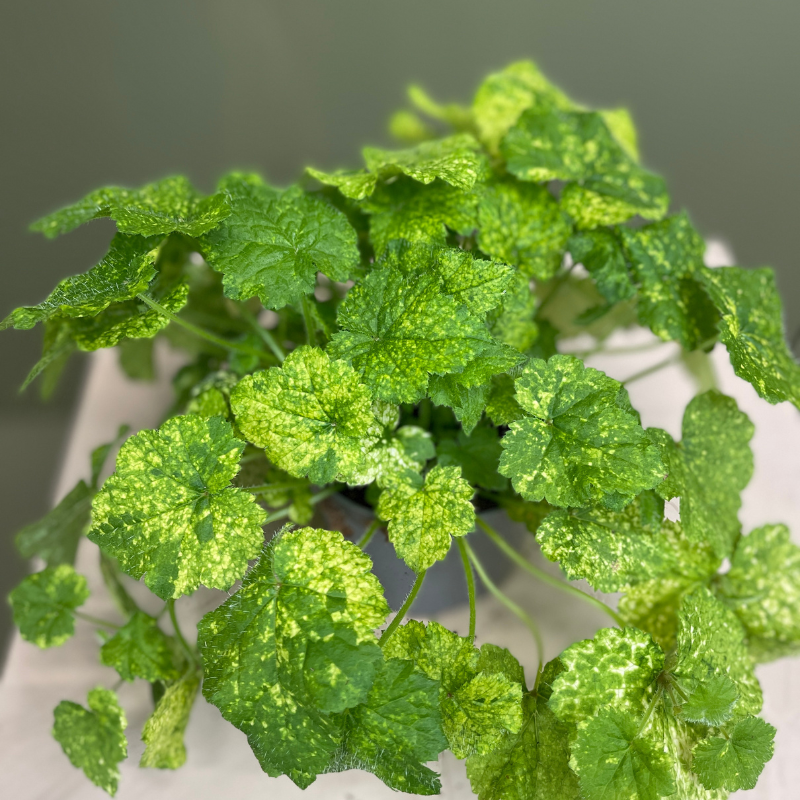 Tolmiea menziesii
