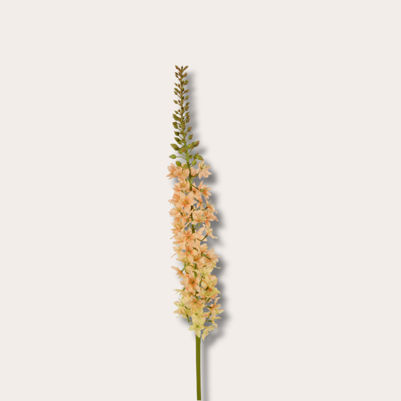 Zijden bloem - Eremurus - Zalm