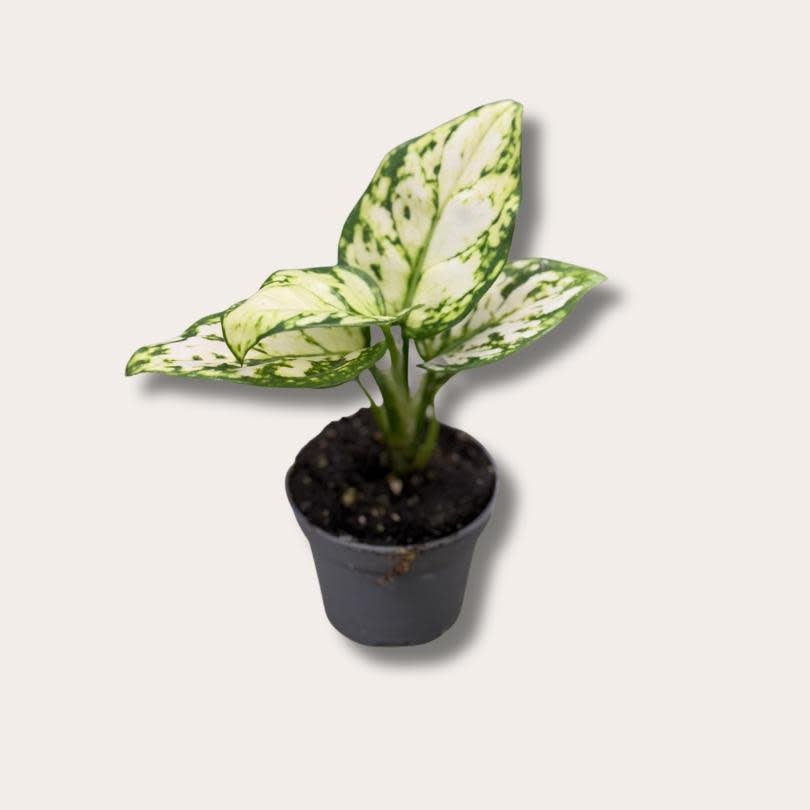 Aglaonema - wit mini