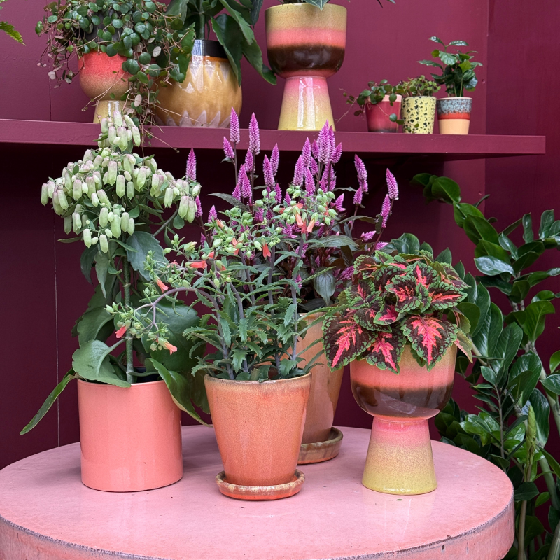 Kalanchoë - Lucky Bells