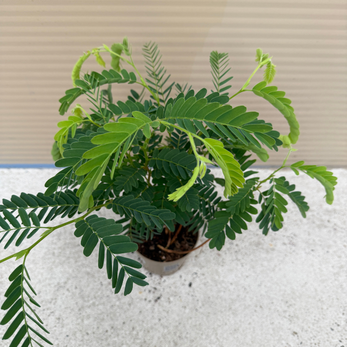Tamarindus - Indica