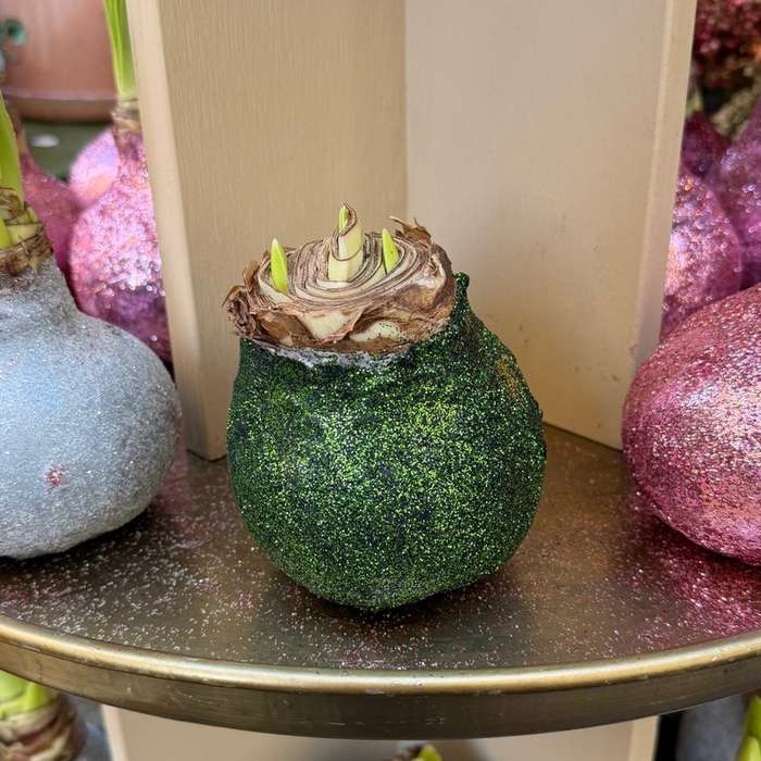 Amaryllis - Dennengroen glitter sfeerfoto
