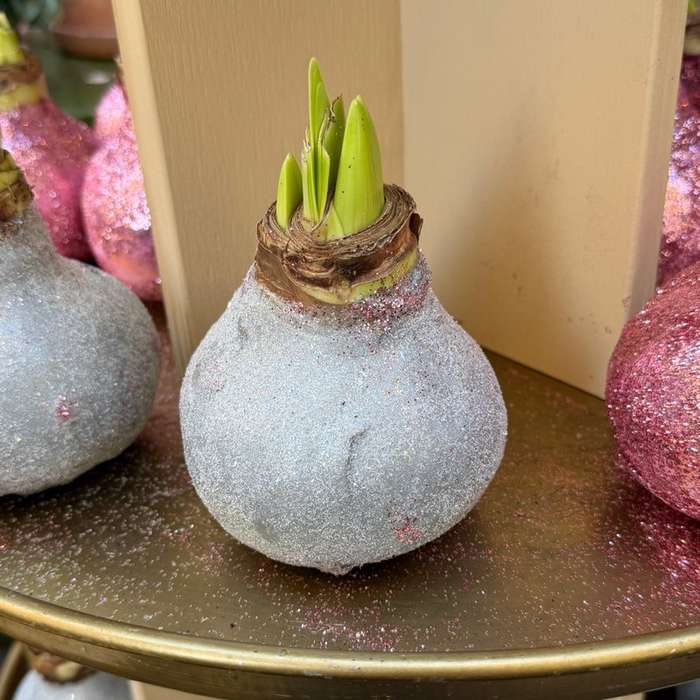 Amaryllis - Zilver glitter sfeerfoto