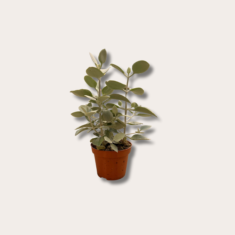 Kalanchoe - hildebrandtii S