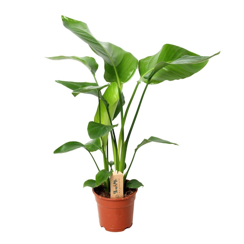 Strelitzia Nicolai - small