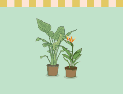 Strelitzia