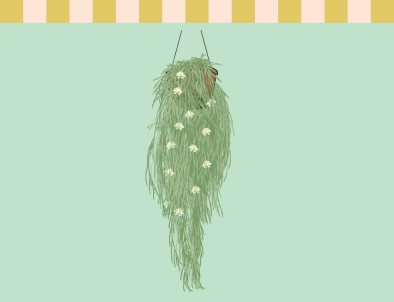 Hoya Linearis
