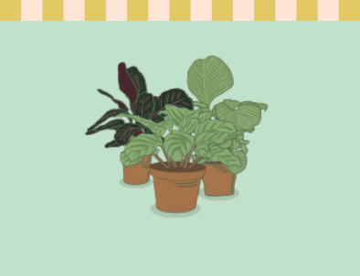 Calathea