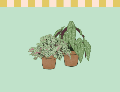 Begonia