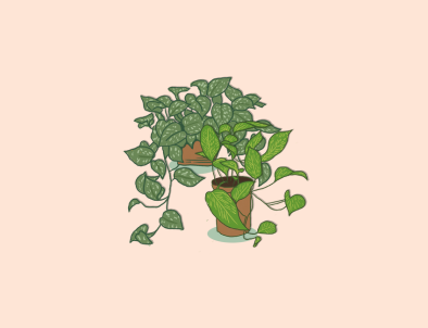 Scindapsus Epipremnum