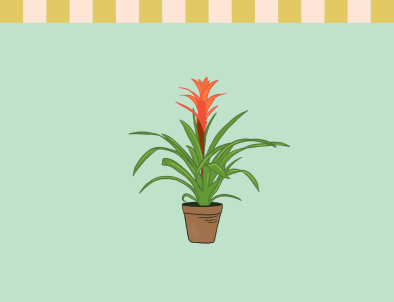 Bromelia