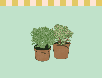 Crassula
