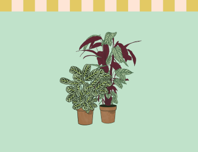 Ctenanthe