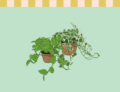 Epipremnum