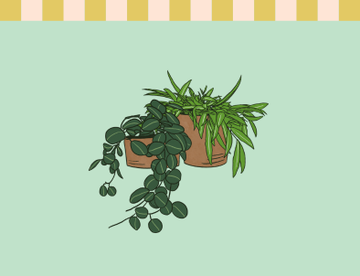 Hoya