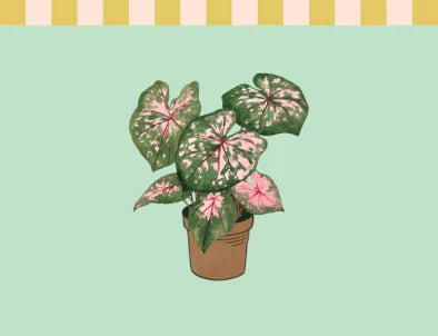 Caladium