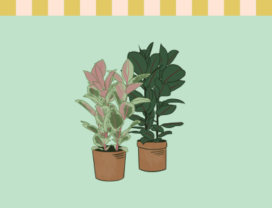 Ficus
