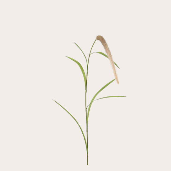 Zijden bloem - Lisdodde - Naturel
