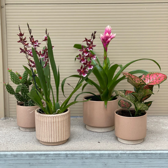 Aglaonema