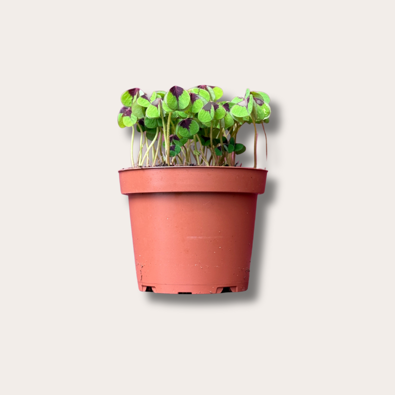 Oxalis - deppei