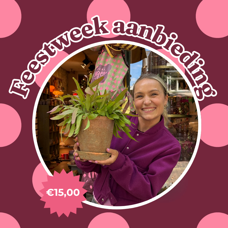 Jubileum aanbieding - Rhipsalis red coral