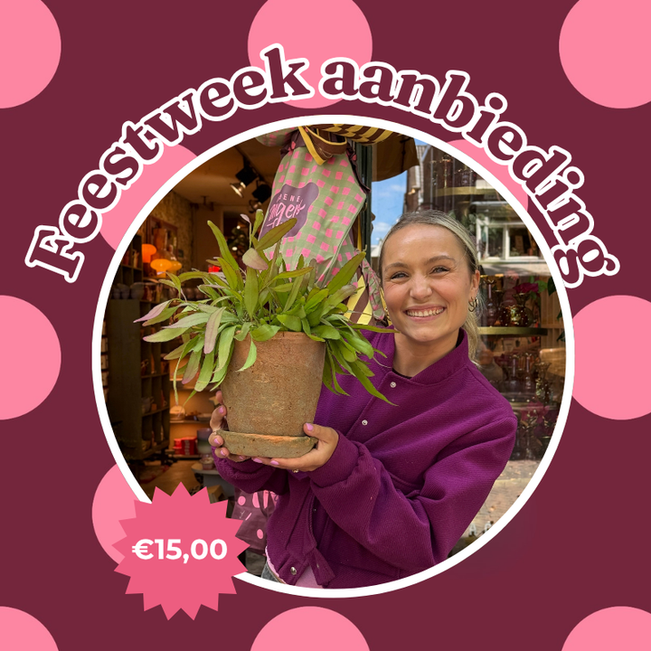 Jubileum aanbieding - Rhipsalis red coral
