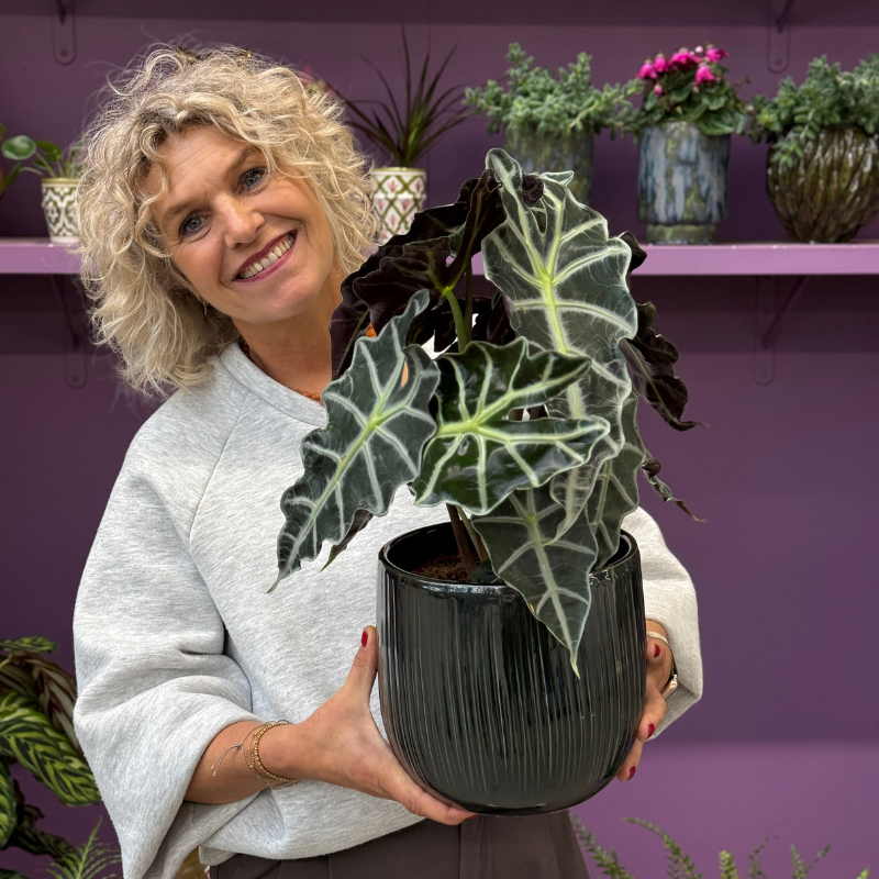 Alocasia amazonica 'Polly'