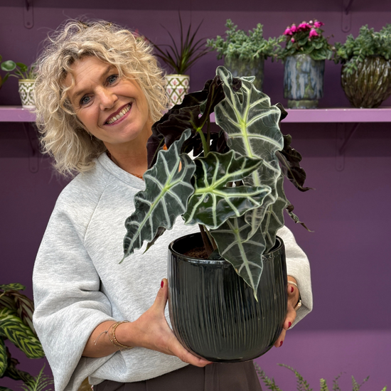 Alocasia amazonica 'Polly'