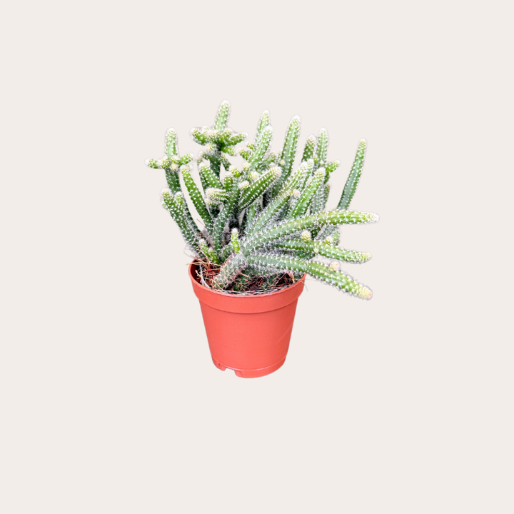 Rhipsalis baccifera
