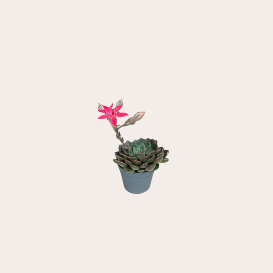 Graptopetalum tacitus - S