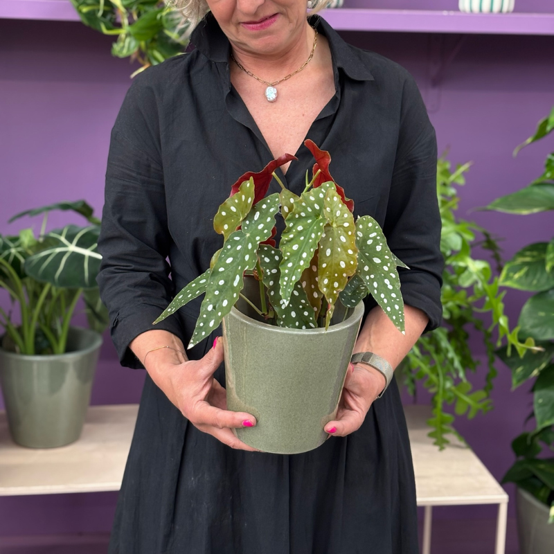 Begonia - Maculata met stippen