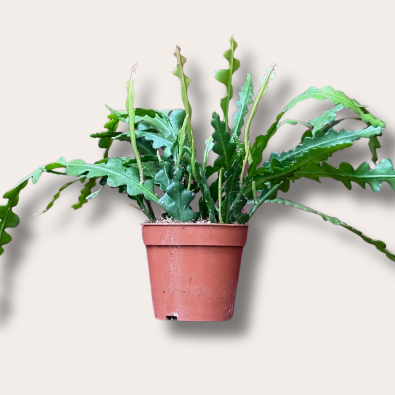 Epiphyllum - anguliger