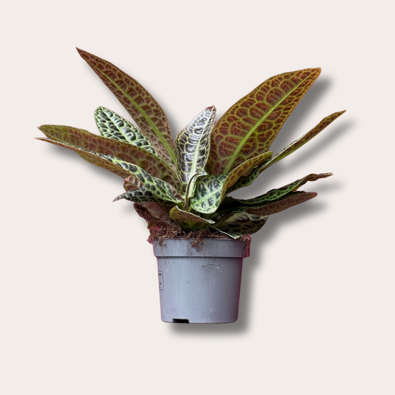 Labisia - obtusifolia