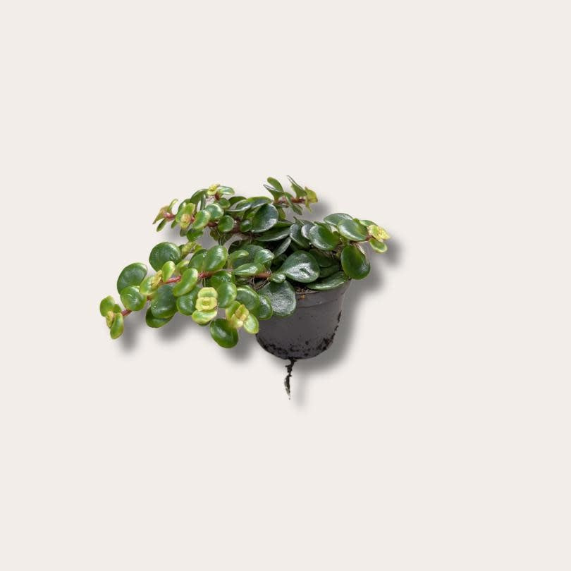 Sedum - Makinoi
