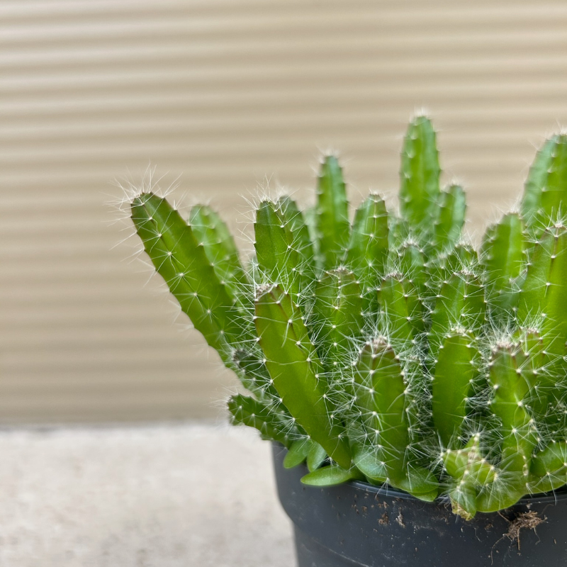 Hylocereus Andatus M